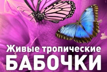Выставка бабочек, 1-20 декабря, МОЛЛ Матрица